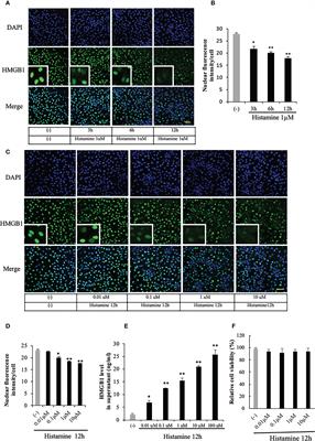 Histamine induced high mobility group box-1 release from vascular endothelial cells through H1 receptor